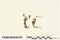 藏品(大葉走燈苔)的圖片